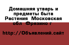 Домашняя утварь и предметы быта Растения. Московская обл.,Фрязино г.